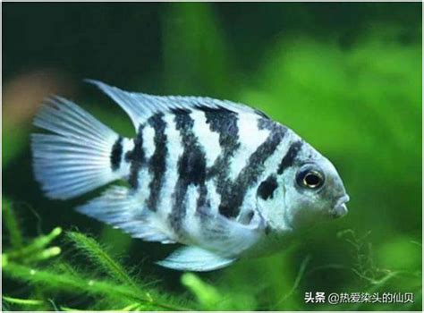 家裡養的魚|新手養魚首選魚類有哪些？－風生水起「燈」好運。